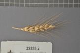 Click for 1 image(s) for this accession. Spike